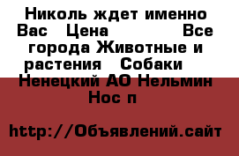Николь ждет именно Вас › Цена ­ 25 000 - Все города Животные и растения » Собаки   . Ненецкий АО,Нельмин Нос п.